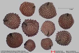 Attēlu rezultāti vaicājumam “Stellaria media”