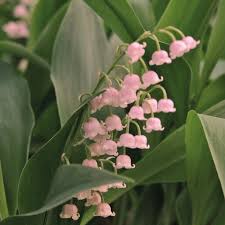 Attēlu rezultāti vaicājumam “Convallaria majalis”