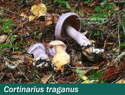 Attēlu rezultāti vaicājumam “Cortinarius traganus”