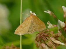 Attēlu rezultāti vaicājumam “Paratalanta hyalinalis”
