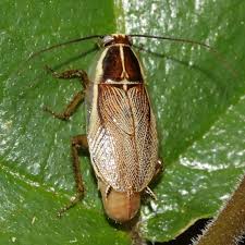 Attēlu rezultāti vaicājumam “Ectobius sylvestris female”