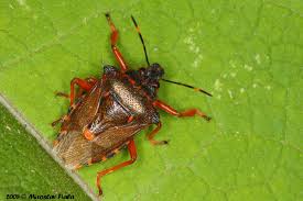 Attēlu rezultāti vaicājumam “Pinthaeus sanguinipes”