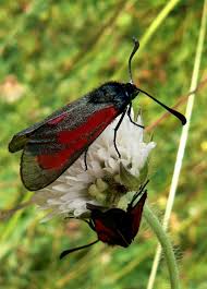 Attēlu rezultāti vaicājumam “Zygaena minos”