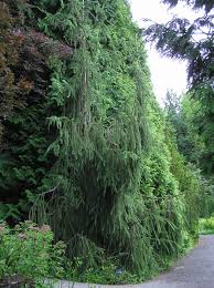 Attēlu rezultāti vaicājumam “Picea abies fo. virgata leaf”