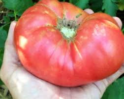 Afbeeldingsresultaat voor crnkovic yugoslavian tomato