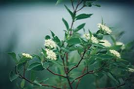 Attēlu rezultāti vaicājumam “Cornus sericea”