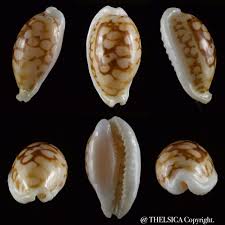 Attēlu rezultāti vaicājumam “Cribraria sp.”