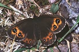 Attēlu rezultāti vaicājumam “Erebia aethiops upperside”