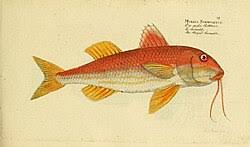 Image result for Mullus surmuletus