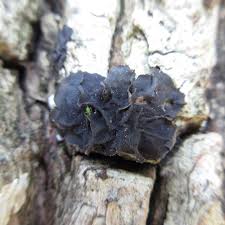 Attēlu rezultāti vaicājumam “Collema flaccidum”