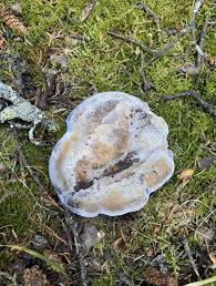 Attēlu rezultāti vaicājumam “Hydnellum sp.”