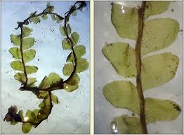 Attēlu rezultāti vaicājumam “Chiloscyphus pallescens”