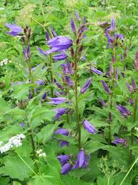 Attēlu rezultāti vaicājumam “Campanula latifolia flower”