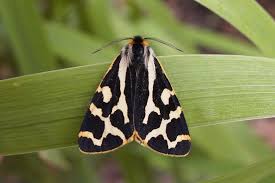 Attēlu rezultāti vaicājumam “Parasemia plantaginis”