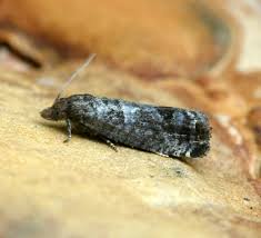 Attēlu rezultāti vaicājumam “Spilonota ocellana”