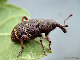 Attēlu rezultāti vaicājumam “Hylobius pinastri”