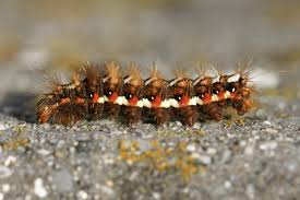 Attēlu rezultāti vaicājumam “Acronicta rumicis”