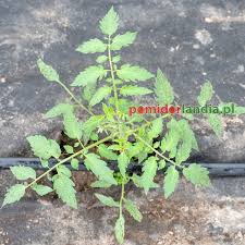 Afbeeldingsresultaat voor anna russian tomato