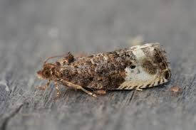 Attēlu rezultāti vaicājumam “Hedya nubiferana”