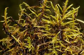 Attēlu rezultāti vaicājumam “Warnstorfia exannulata”