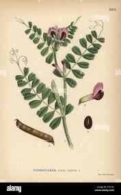 Attēlu rezultāti vaicājumam “Vicia sativa flower”