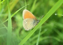 Attēlu rezultāti vaicājumam “Coenonympha glycerion underside”