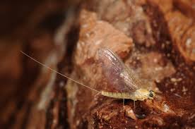 Attēlu rezultāti vaicājumam “Heptagenia sulphurea”