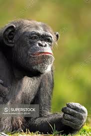 Attēlu rezultāti vaicājumam “Troglodytes troglodytes adult”