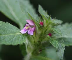 Attēlu rezultāti vaicājumam “Galeopsis tetrahit”