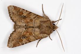 Attēlu rezultāti vaicājumam “Apamea sordens”