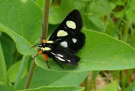 Attēlu rezultāti vaicājumam “Octospora splachnophila”