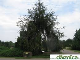 Attēlu rezultāti vaicājumam “Picea abies fo. virgata”