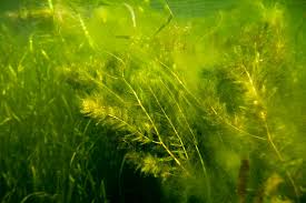 Attēlu rezultāti vaicājumam “Myriophyllum spicatum”