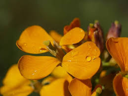 Image result for Cheiranthus cheiri