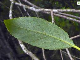 Attēlu rezultāti vaicājumam “Salix pentandra leaf”
