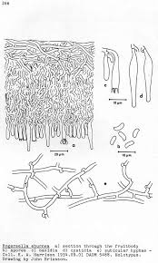Attēlu rezultāti vaicājumam “Dianema depressum spores”
