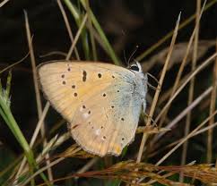Attēlu rezultāti vaicājumam “Lycaena virgaureae”