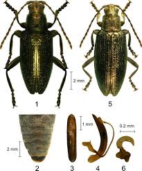 Attēlu rezultāti vaicājumam “Donacia”