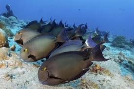 Image result for Acanthurus blochii
