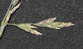 Attēlu rezultāti vaicājumam “Puccinellia distans”