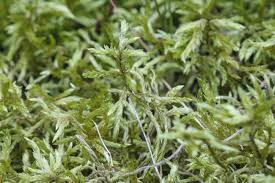 Attēlu rezultāti vaicājumam “Hymenostylium recurvirostrum”