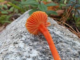 Attēlu rezultāti vaicājumam “Hygrocybe cantharellus”