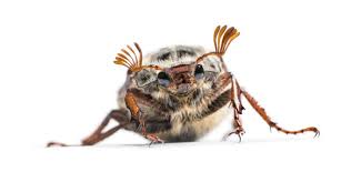 Attēlu rezultāti vaicājumam “Amphimallon solstitiale imago”