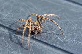 Image result for spider