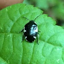 Attēlu rezultāti vaicājumam “Tritomegas bicolor imago”