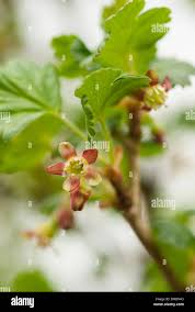 Attēlu rezultāti vaicājumam “Ribes uva-crispa flower”