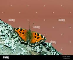 Attēlu rezultāti vaicājumam “Nymphalis xanthomelas upperside”