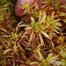 Attēlu rezultāti vaicājumam “Sphagnum magellanicum”