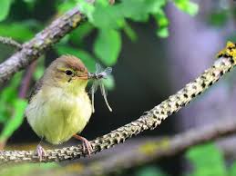 Image result for Hippolais polyglotta