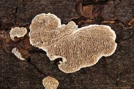 Attēlu rezultāti vaicājumam “Datronia mollis”